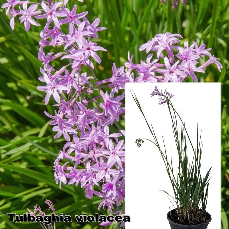 Tulbaghia violacea