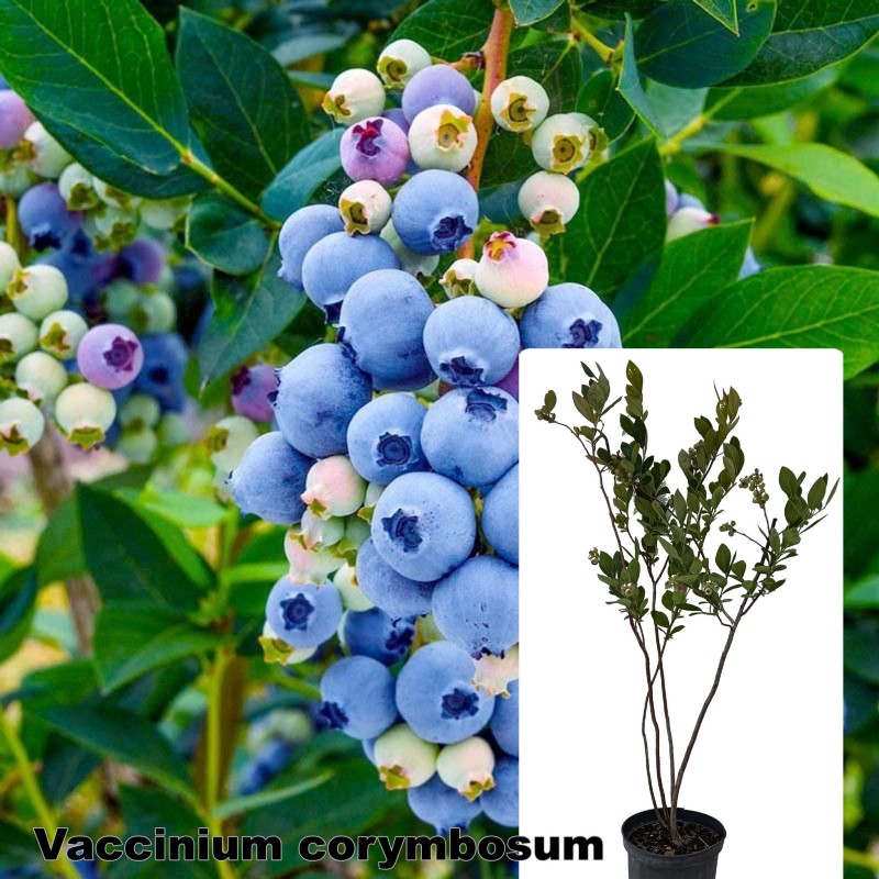 Vaccinium corymbosum