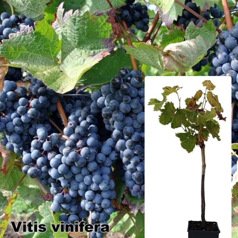 Vitis vinifera