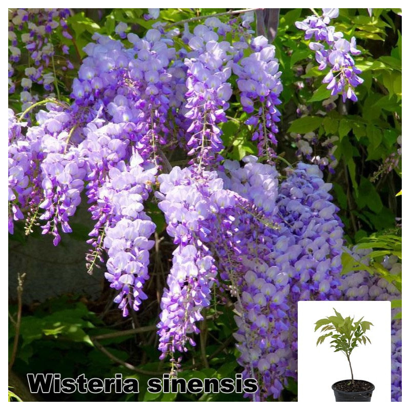 Wisteria sinensis