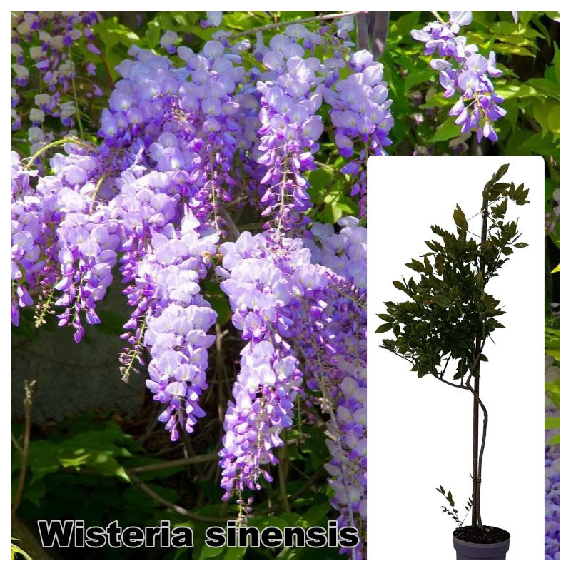 Wisteria sinensis