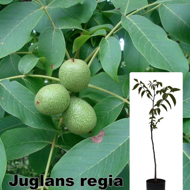 Juglans regia