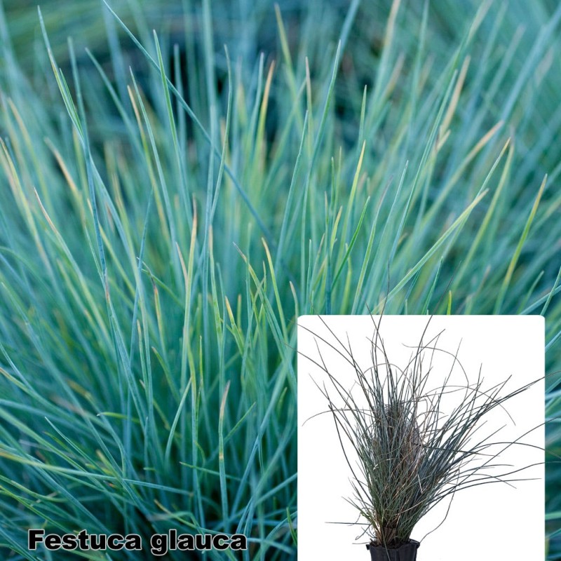 Festuca glauca