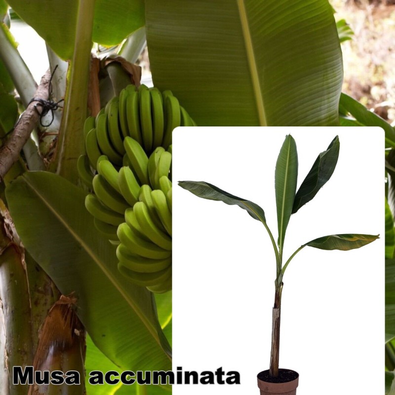 Musa accuminata