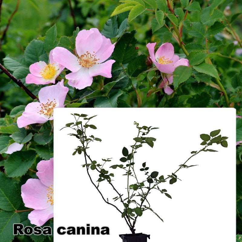Rosa canina