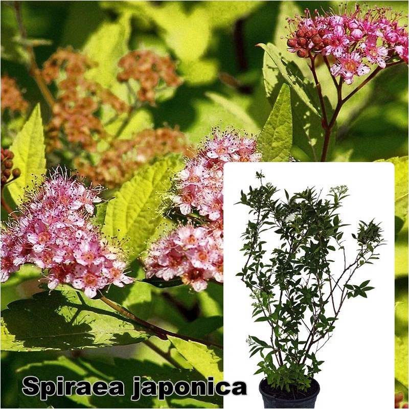 Spiraea japonica