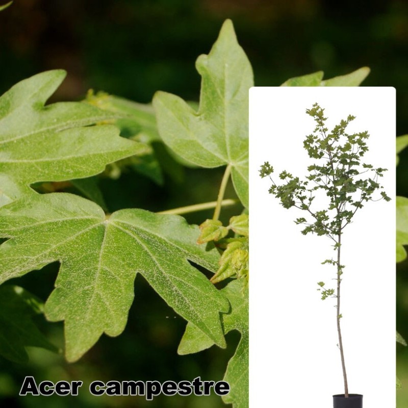 Acer campestre