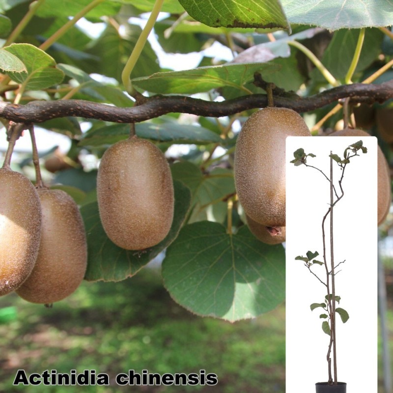 Actinidia chinensis