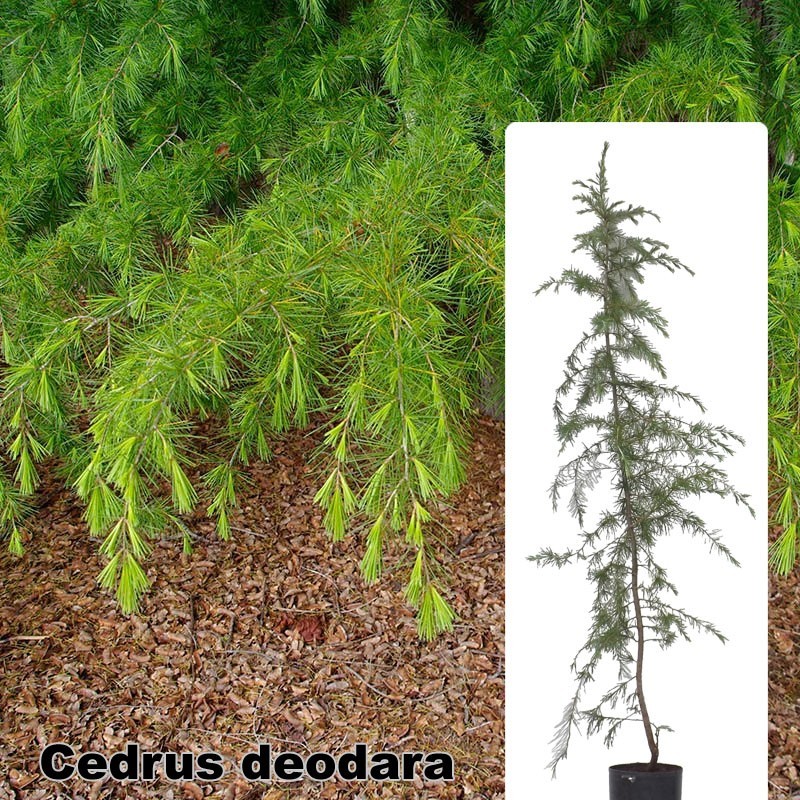 Cedrus deodara