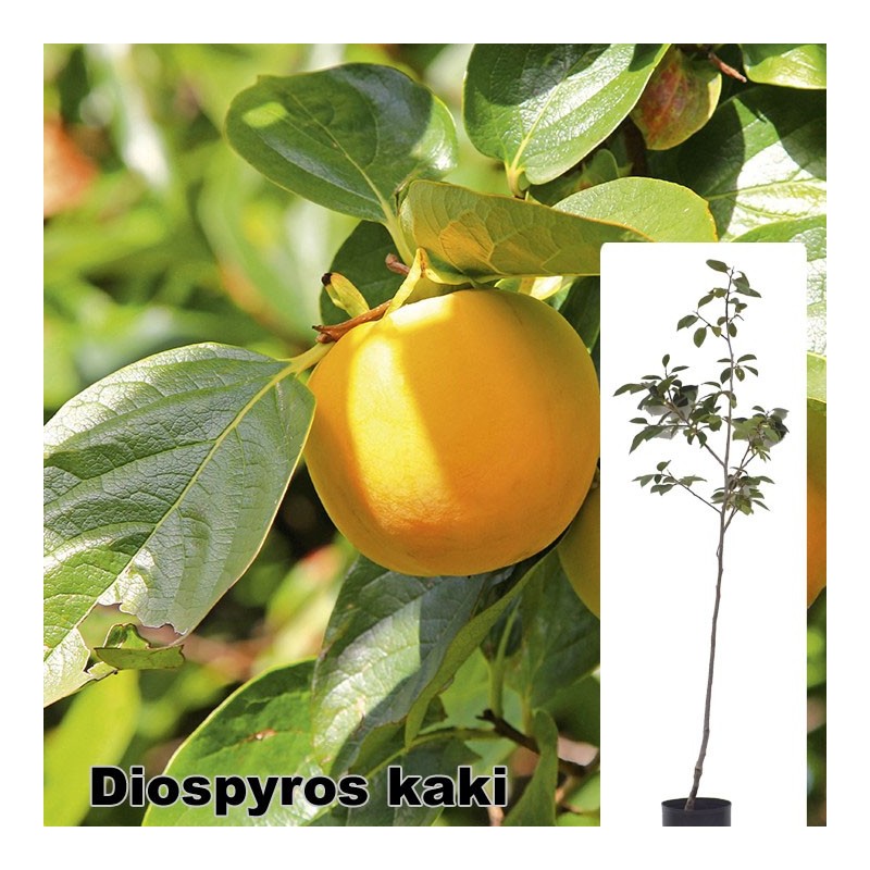 Diospyros kaki