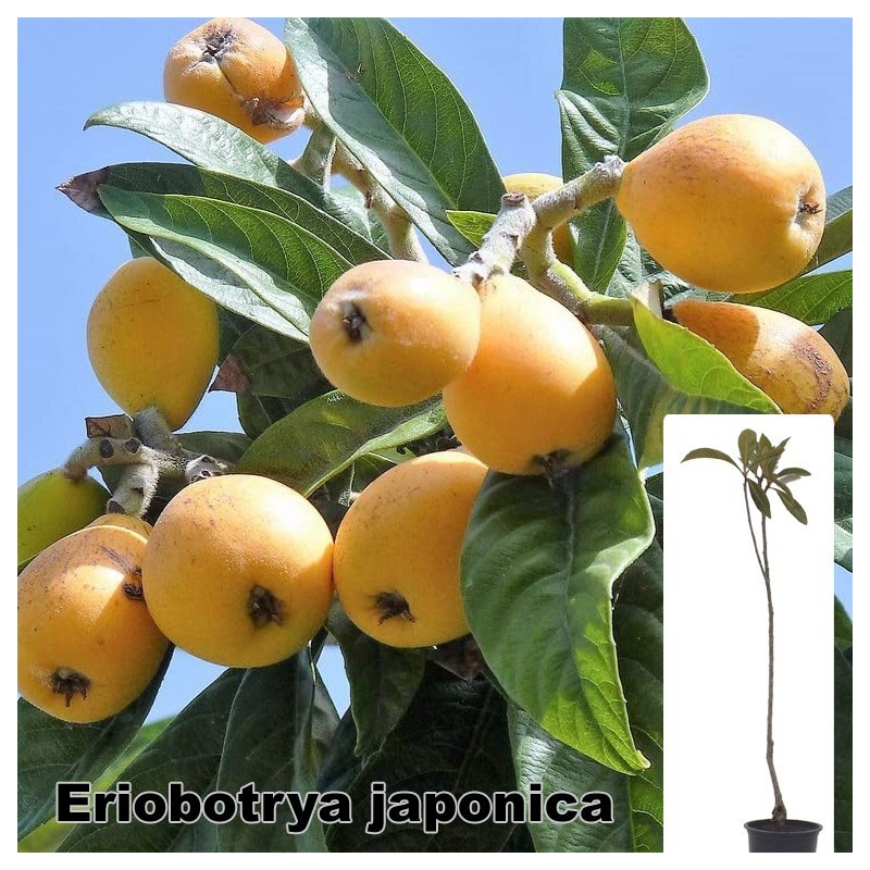 Eriobotrya japonica