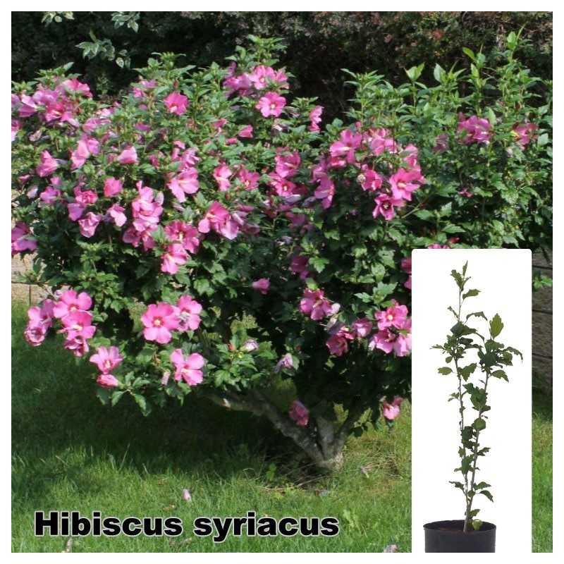 Hibiscus syriacus