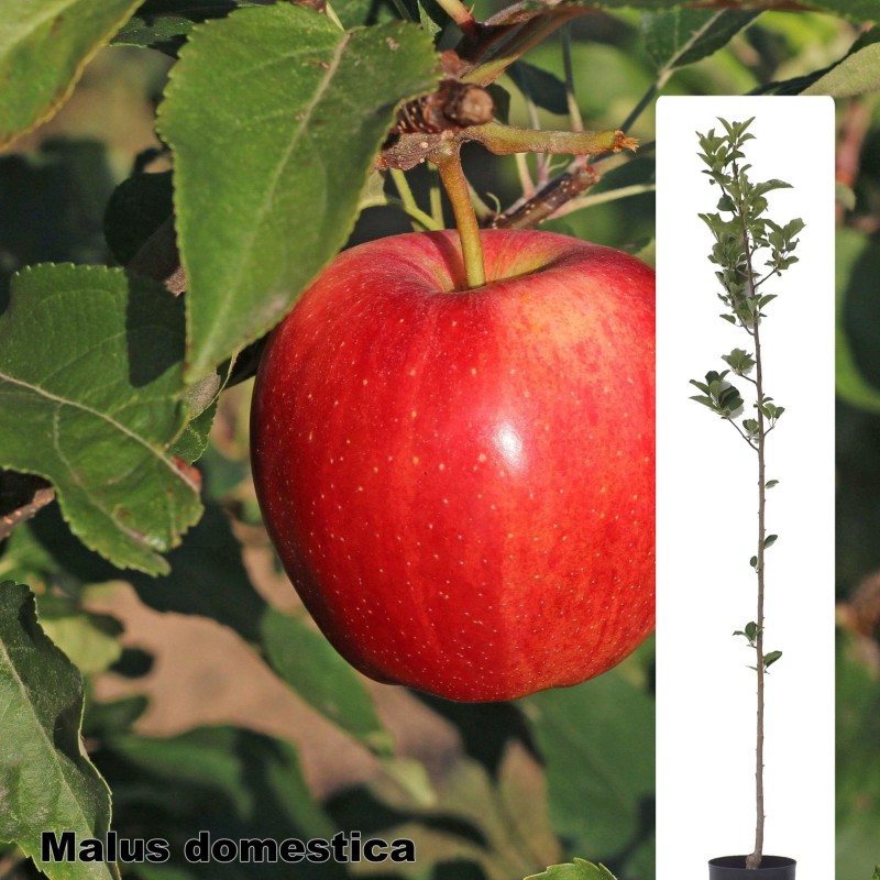 Malus domestica