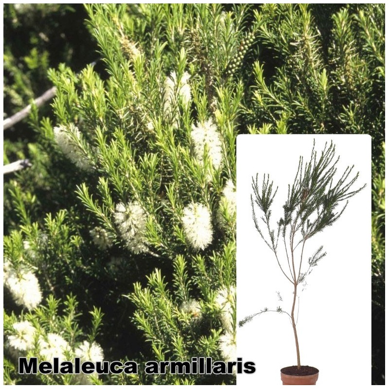 Melaleuca armillaris