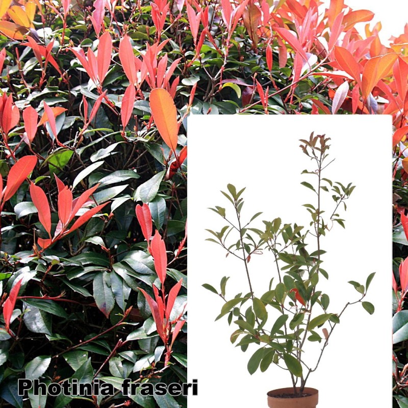 Photinia x fraseri