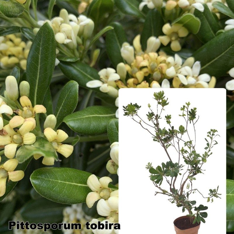 Pittosporum tobira