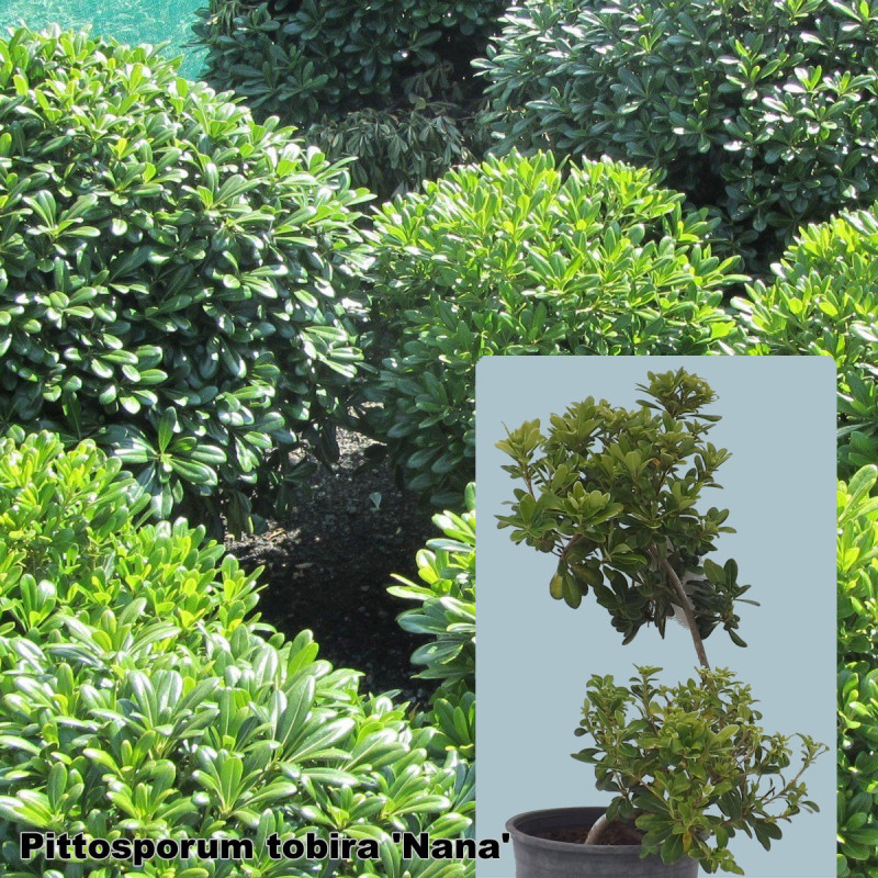 Pittosporum tobira 'Nana'