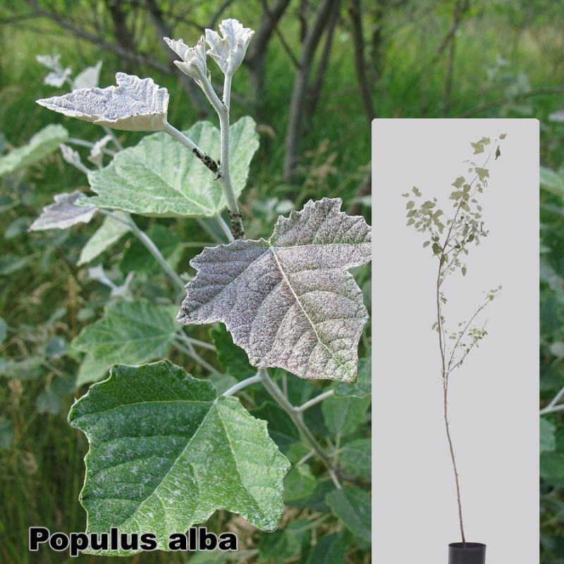 Populus alba