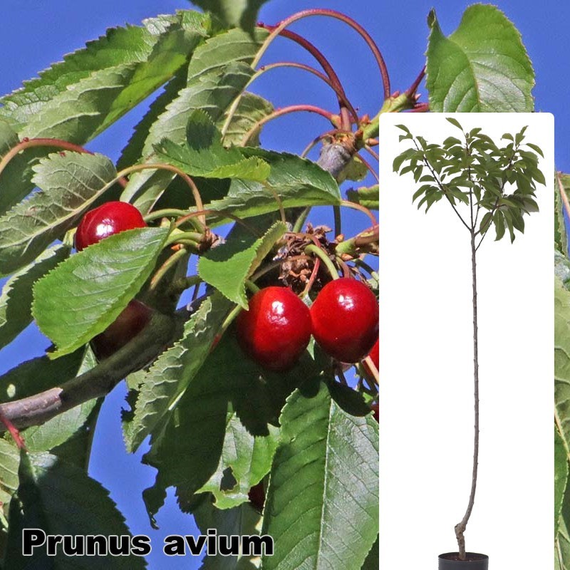 Prunus avium