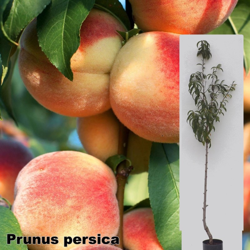 Prunus persica