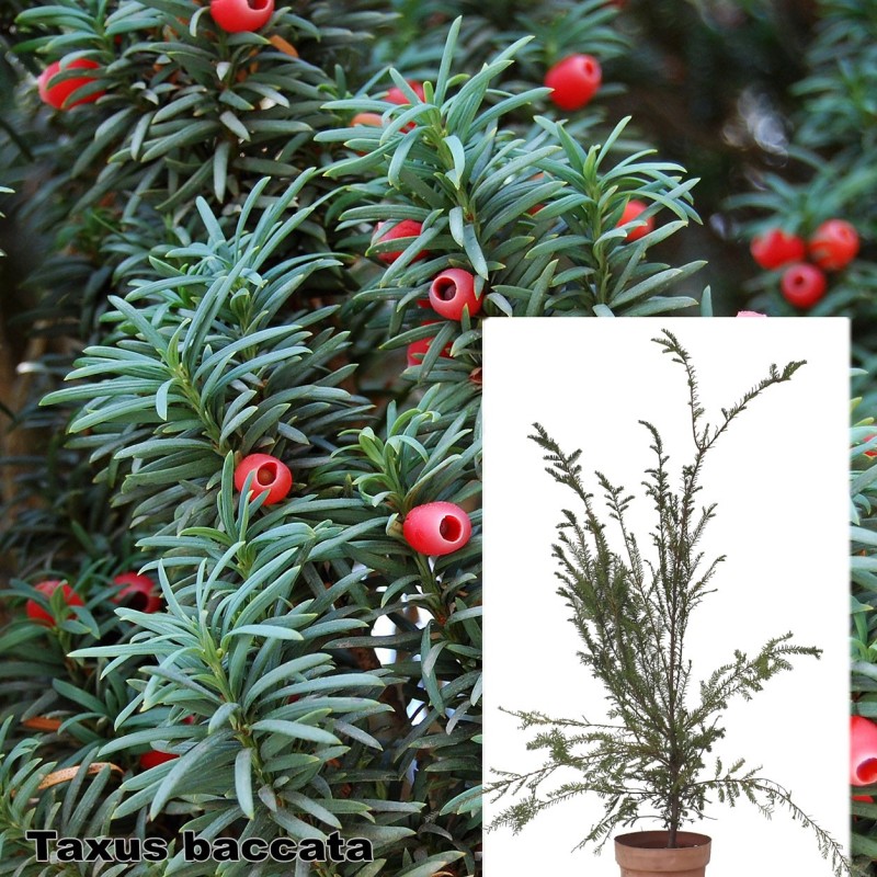 Taxus baccata