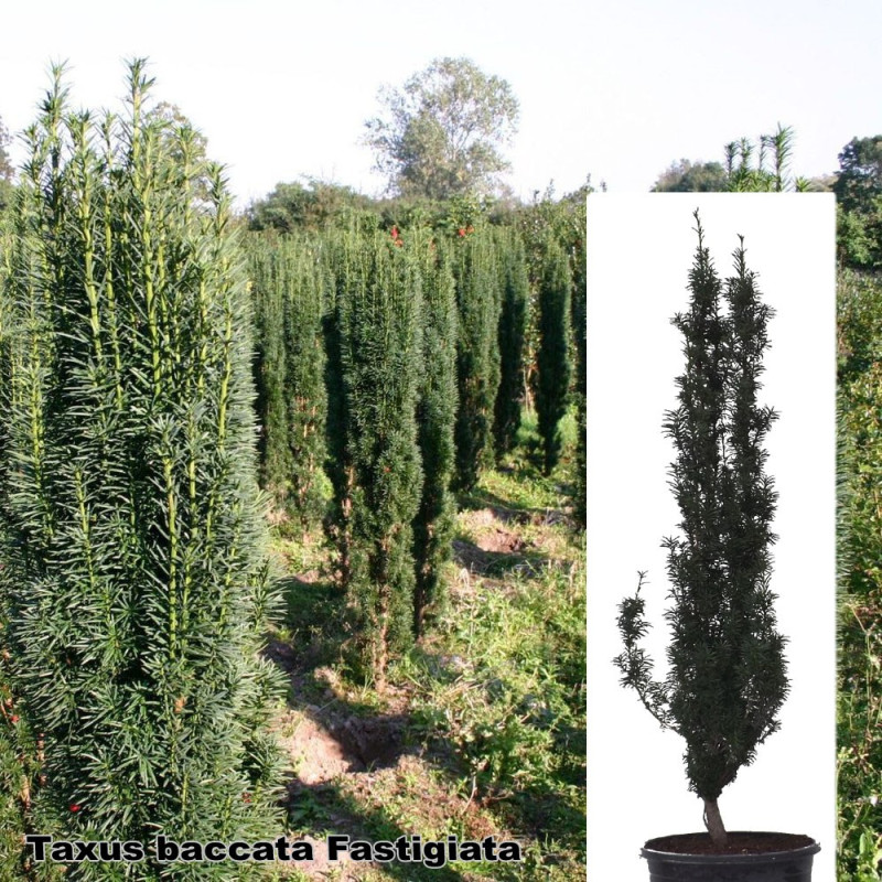 Taxus baccata 'Fastigiata'