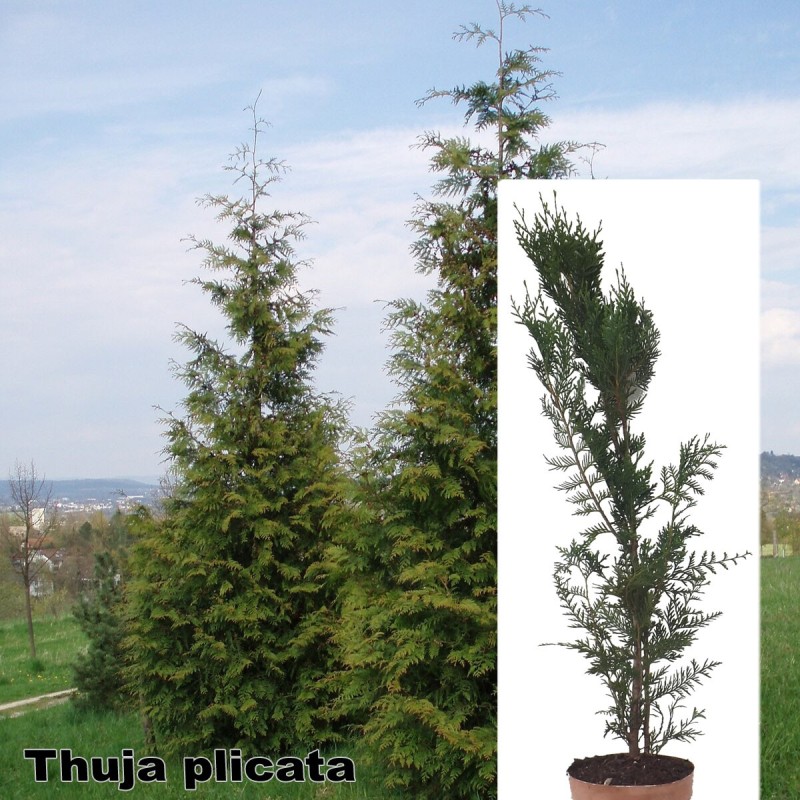 Thuja plicata