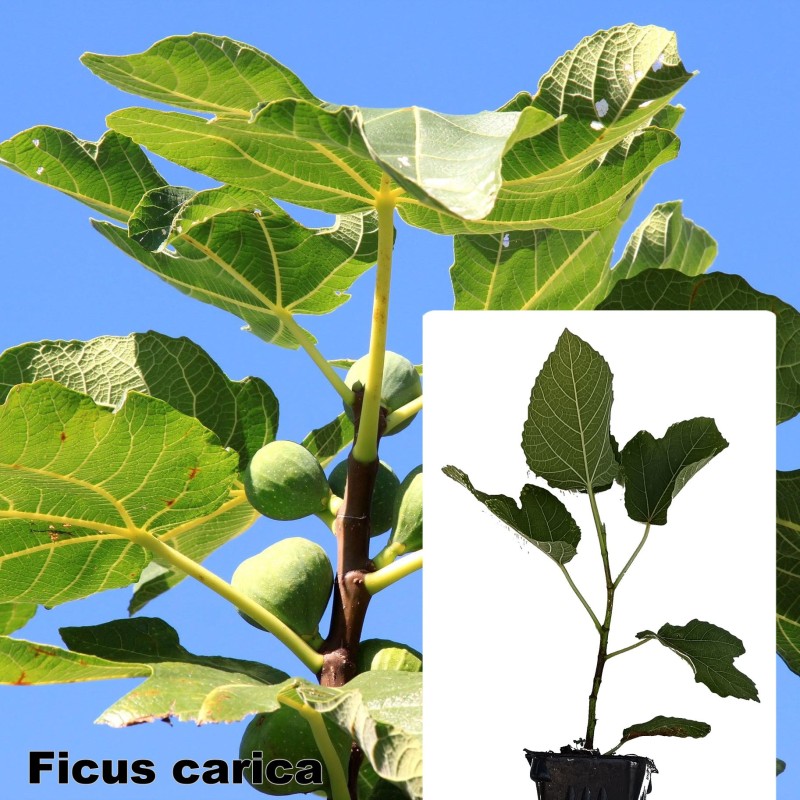 Ficus carica