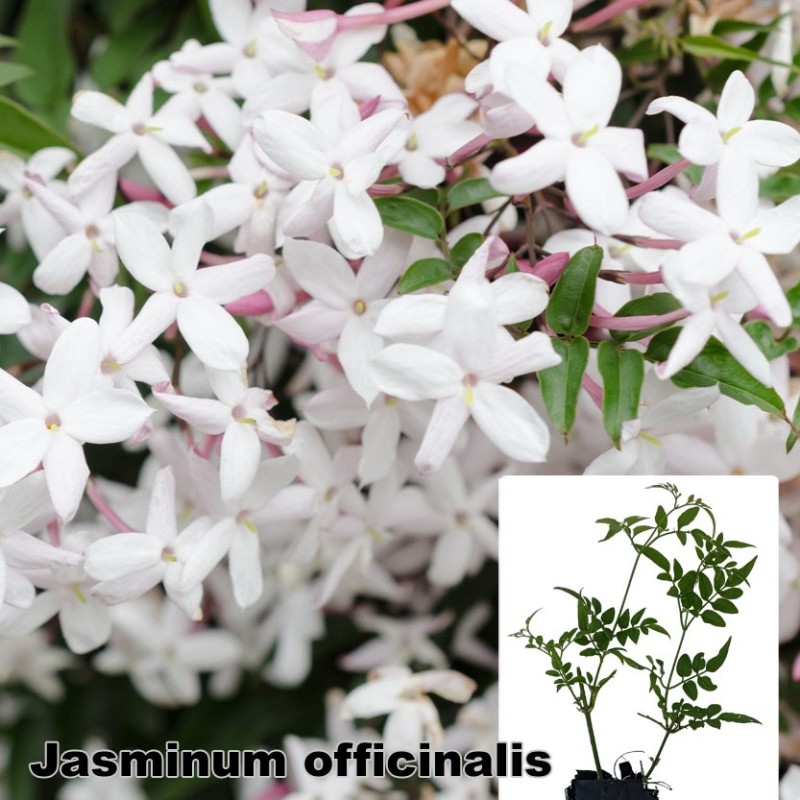 Jasminum officinalis