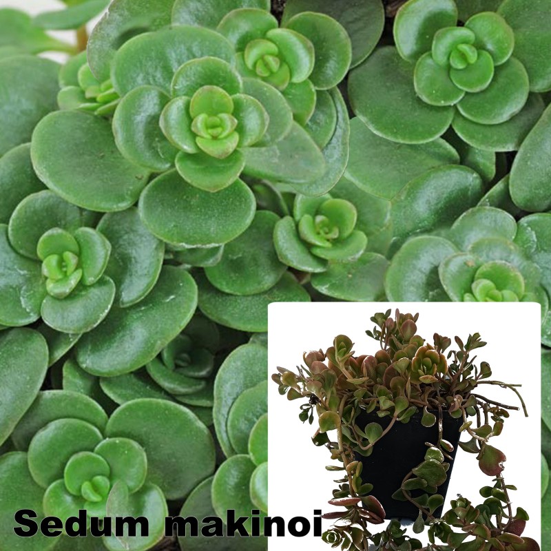 Sedum makinoi