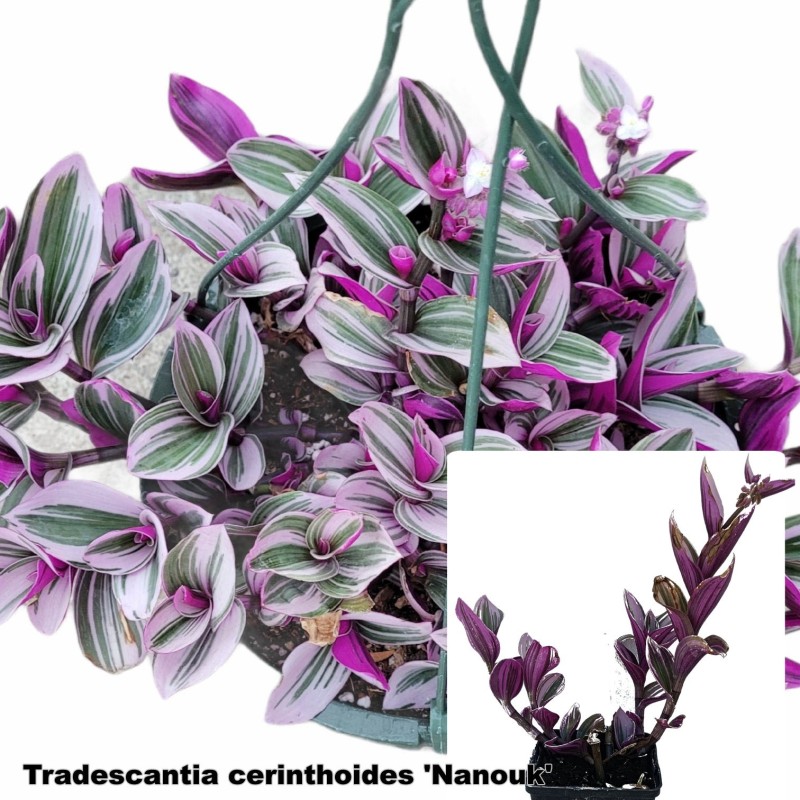 Tradescantia cerinthoides 'Nanouk'