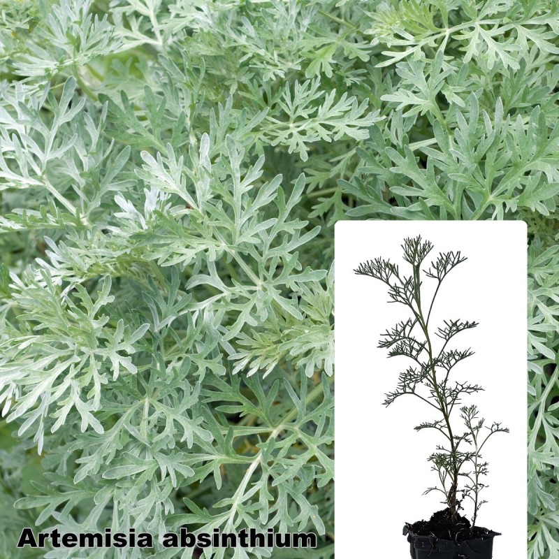 Artemisia absinthium