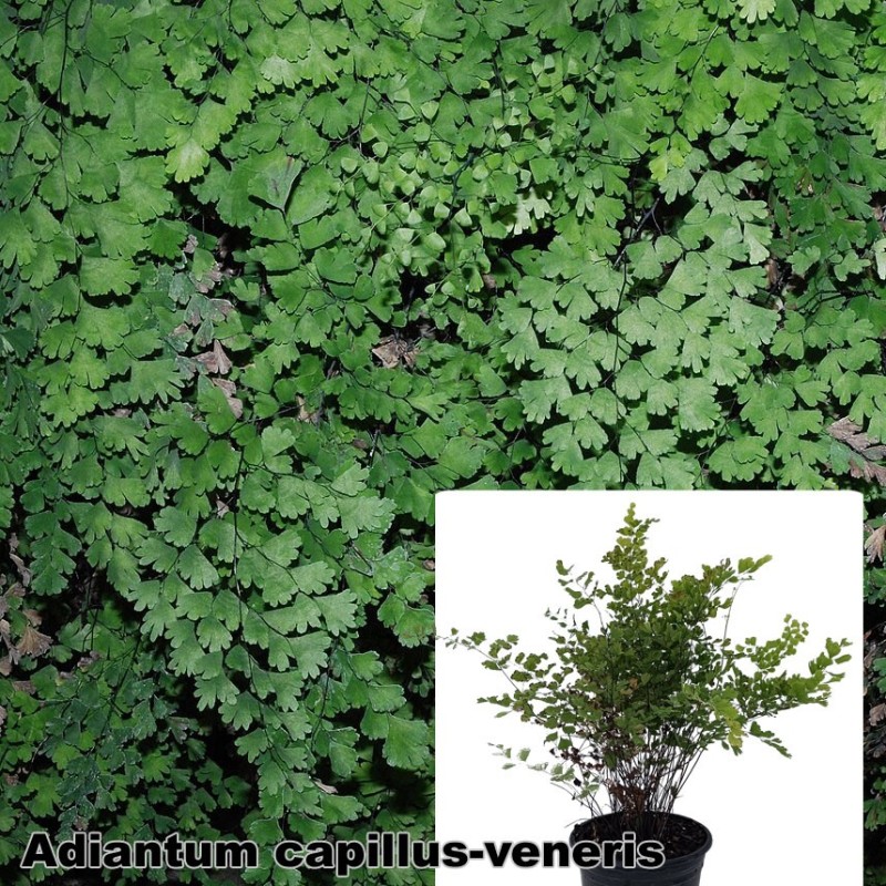 Adiantum capillus-veneris