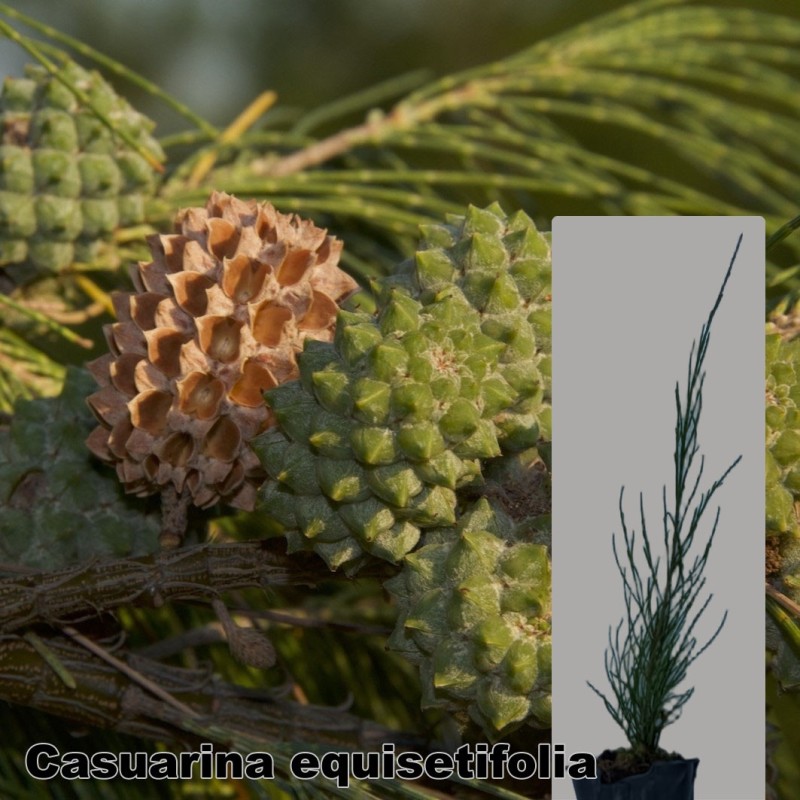 Casuarina equisetifolia