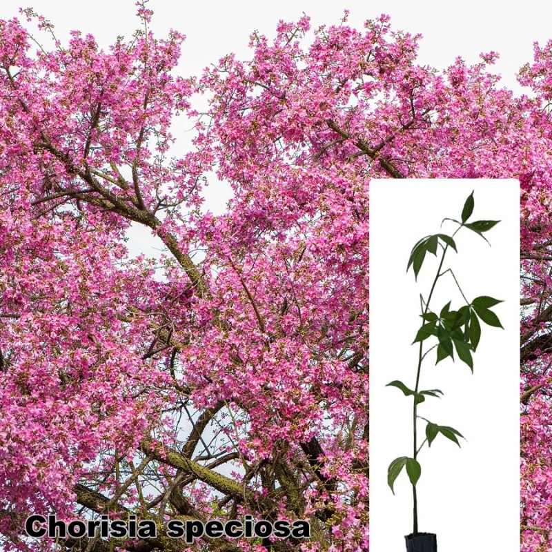 Chorisia speciosa