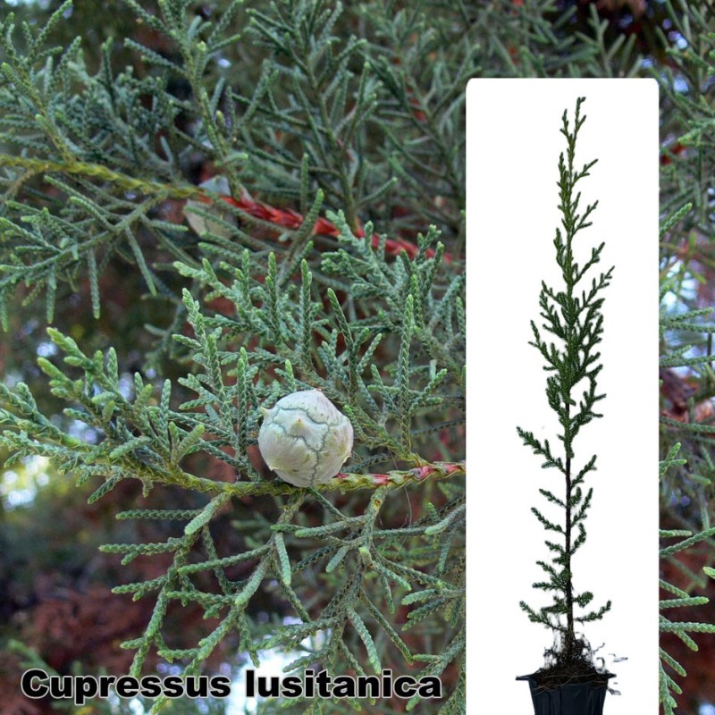 Cupressus lusitanica