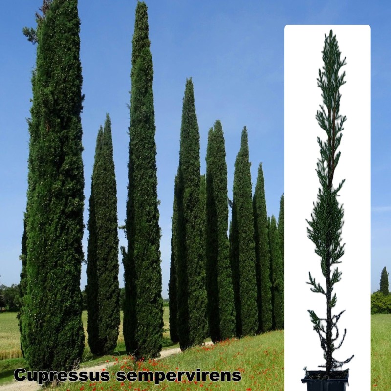 Cupressus sempervirens pyramidalis