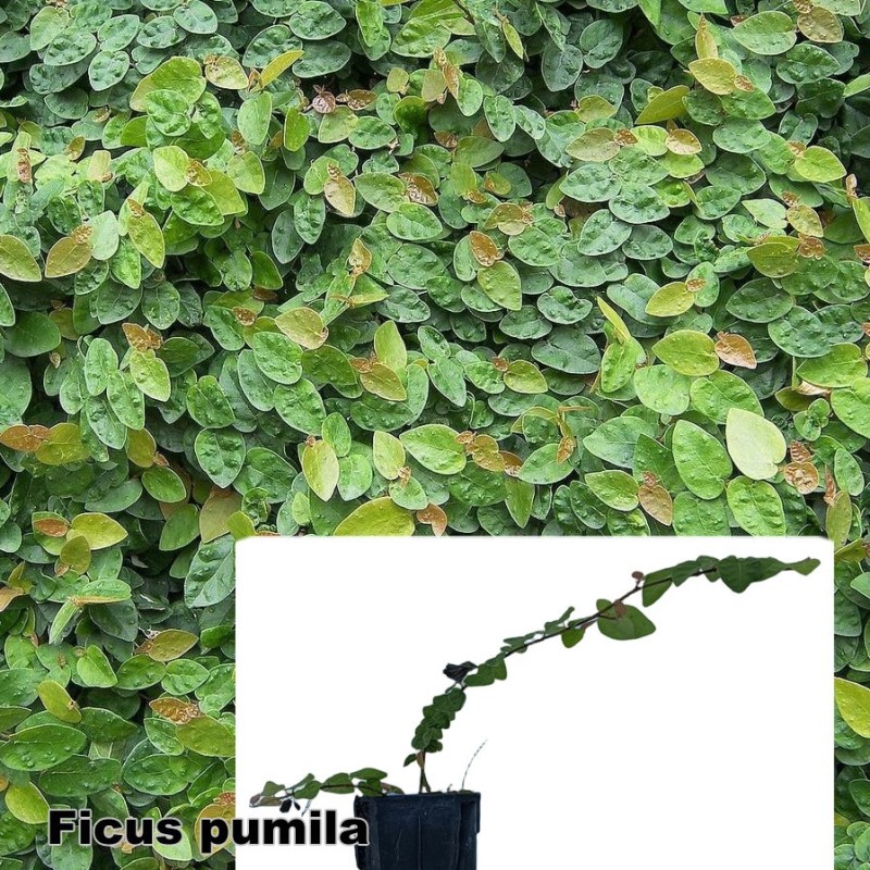 Ficus pumila