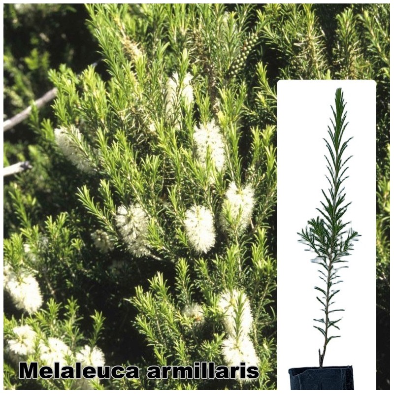 Melaleuca armillaris