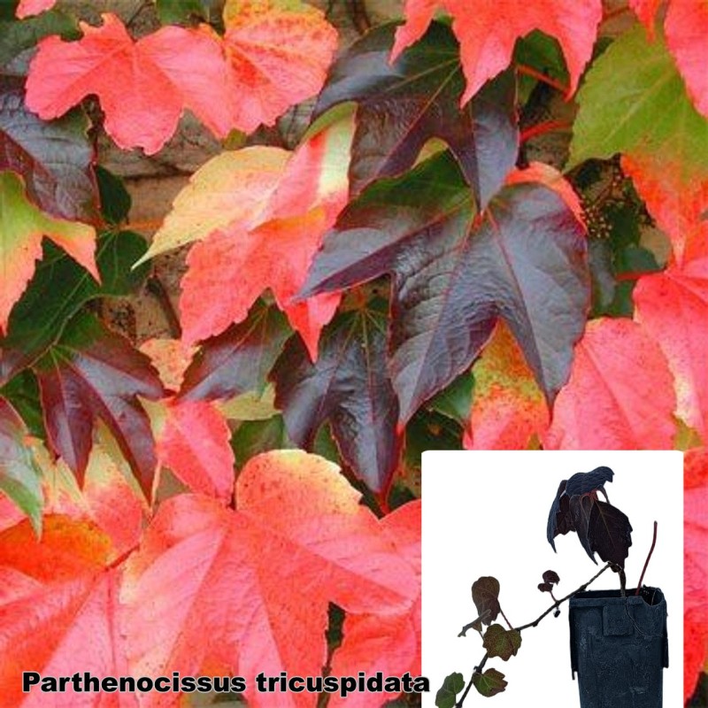 Parthenocissus tricuspidata