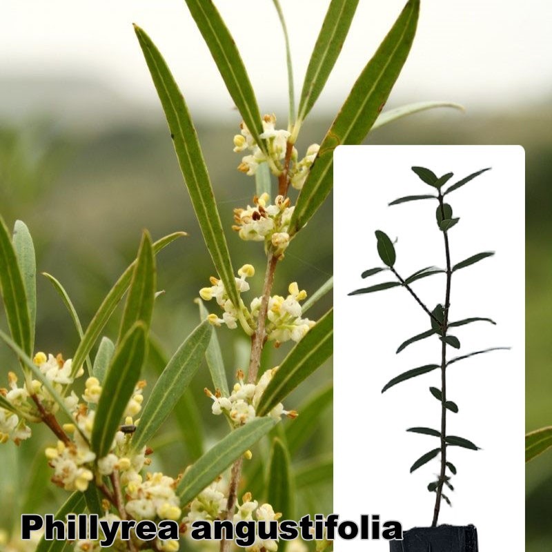 Phillyrea angustifolia