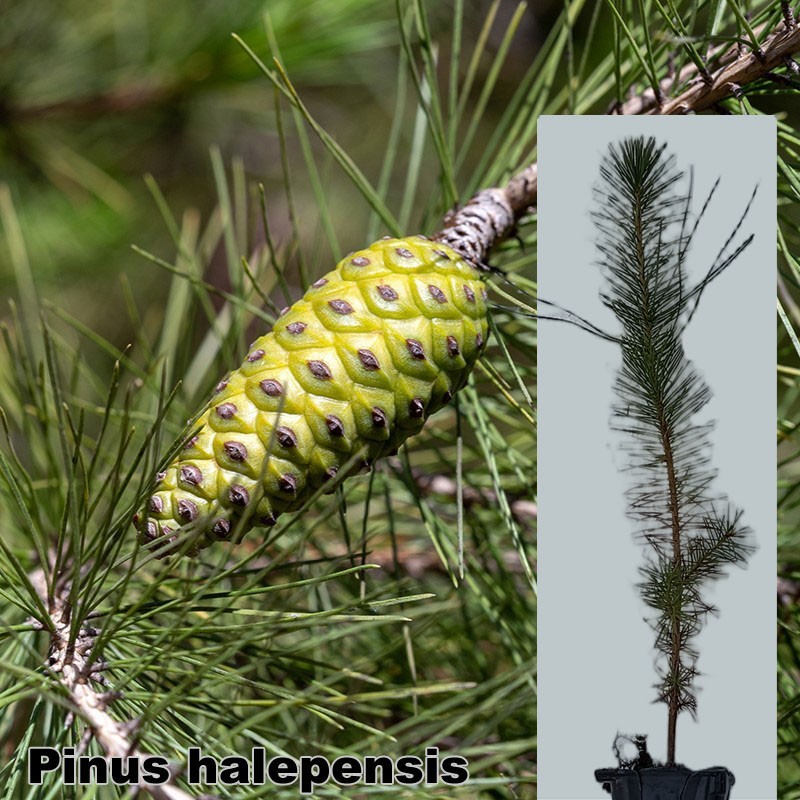 Pinus halepensis