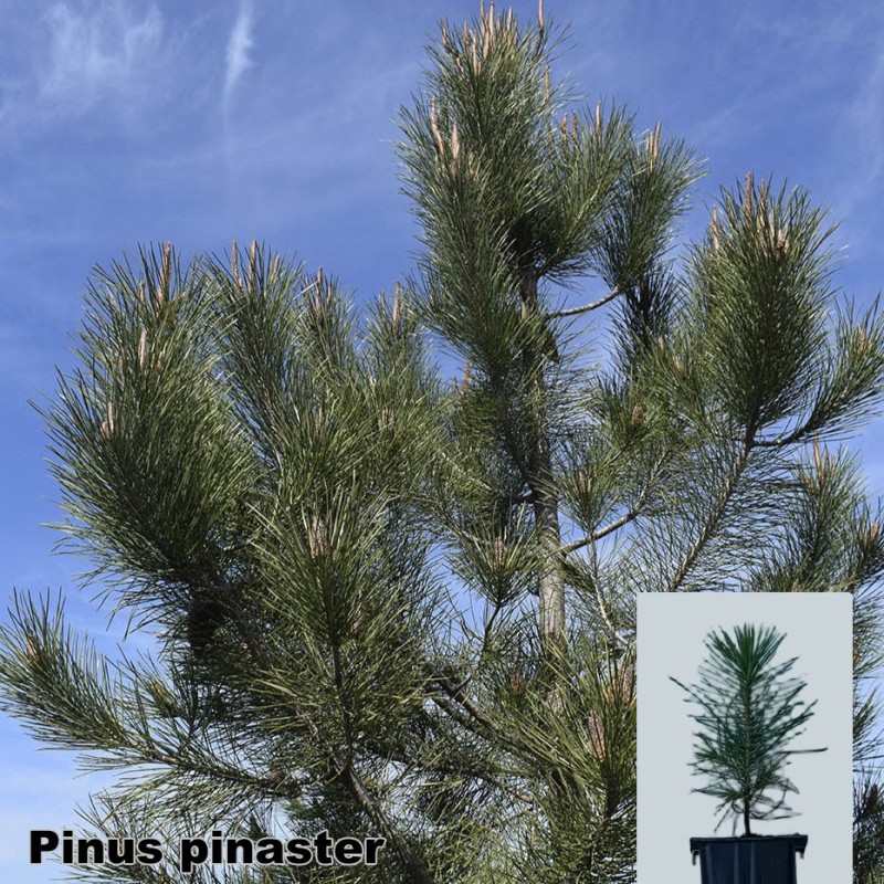 Pinus pinaster