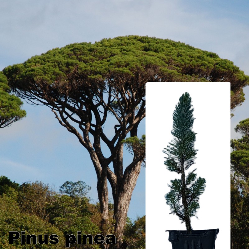 Pinus pinea