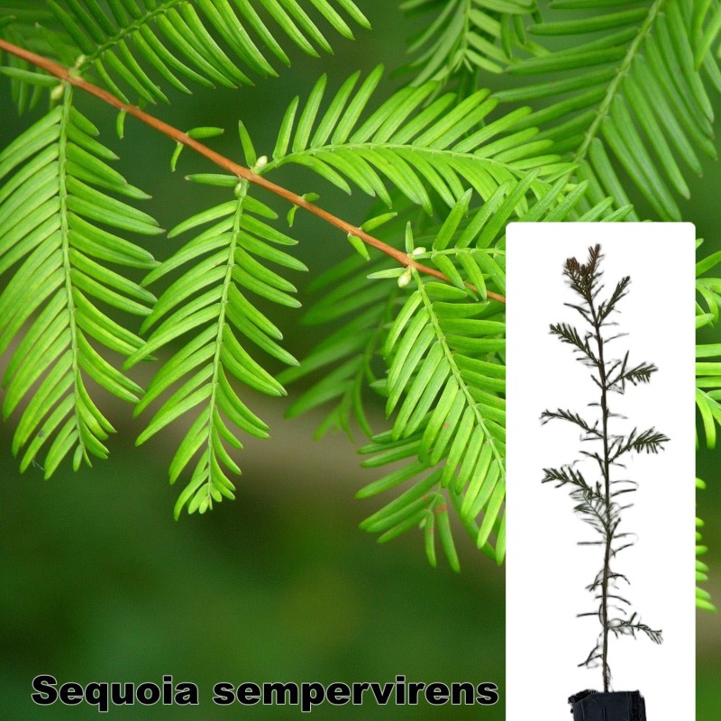 Sequoia sempervirens