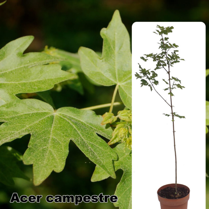Acer campestre