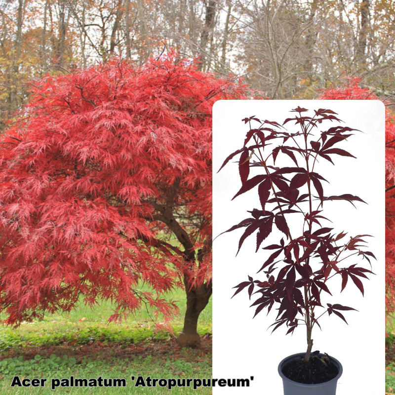 Acer palmatum 'Atropurpureum'