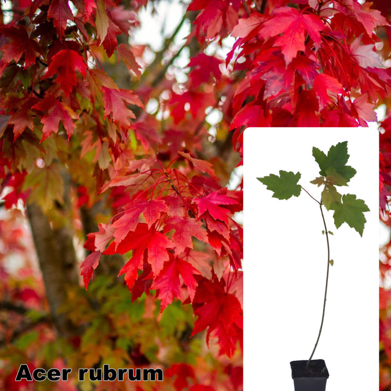 Acer rubrum