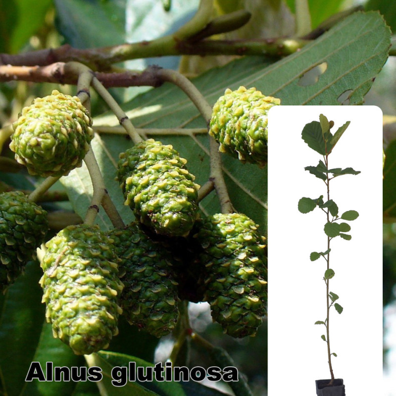 Alnus glutinosa