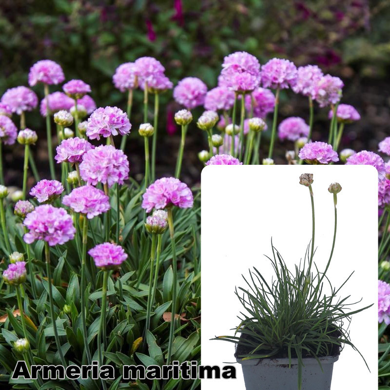 Armeria maritima